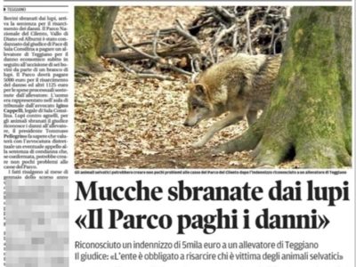 MUCCHE SBRANATE DAI LUPI “IL PARCO PAGHI I DANNI” – LA SENTENZA CHE FA DISCUTERE